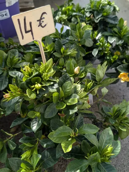 GARDENIA extra LEMON 14€