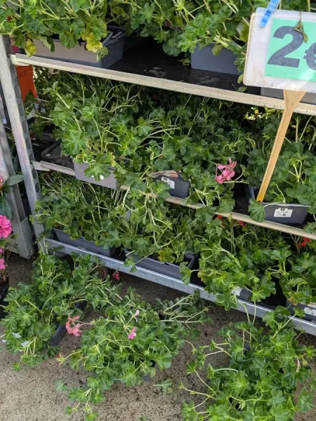 GERANIUM-LIERRE 2€