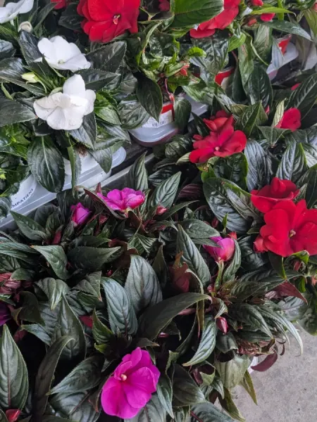 IMPATIENS