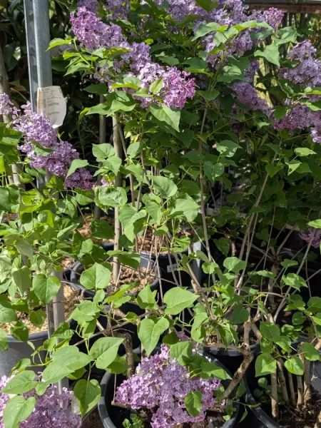 LILAS-SYRINGA Prix selon Taille
