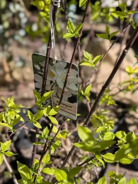 PHILADELPHUS-