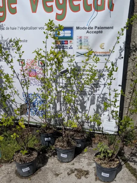PHILADELPHUS-SERINGA-Tres-Odorant