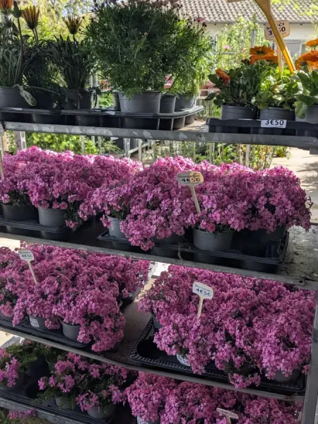 PHLOX-RAMPANT 4€50 - Couvre sole Extra