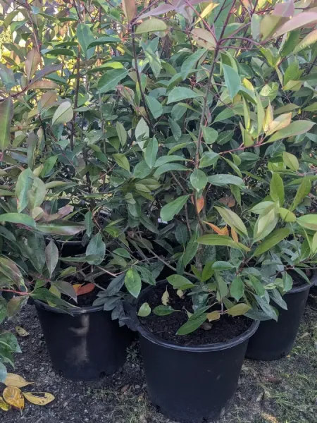 PHOTINIA-RED-ROBIN-XXL-