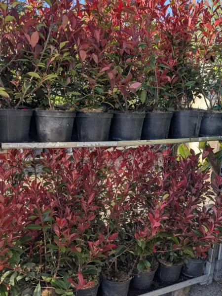 PHOTINIA