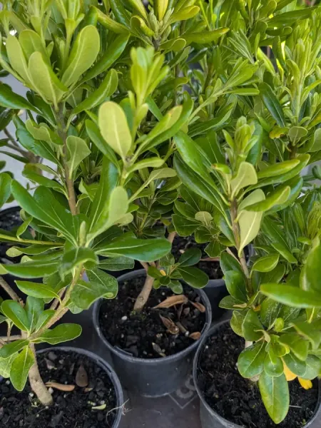 PITTOSPORUM-TOBIRA