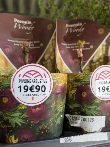 PIVOINE-ARBUSTIVE