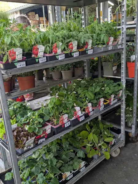 PLANTS-DE-LEGUMES 1€50