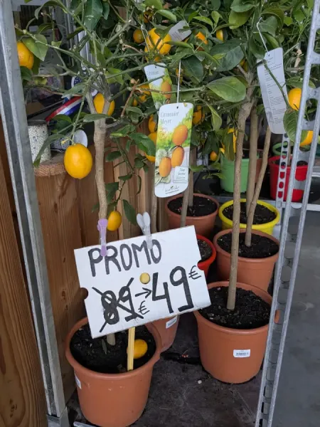PROMO-CITRON-MEYER
