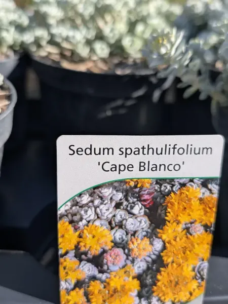 SEDUM-CAPE-BLANCO