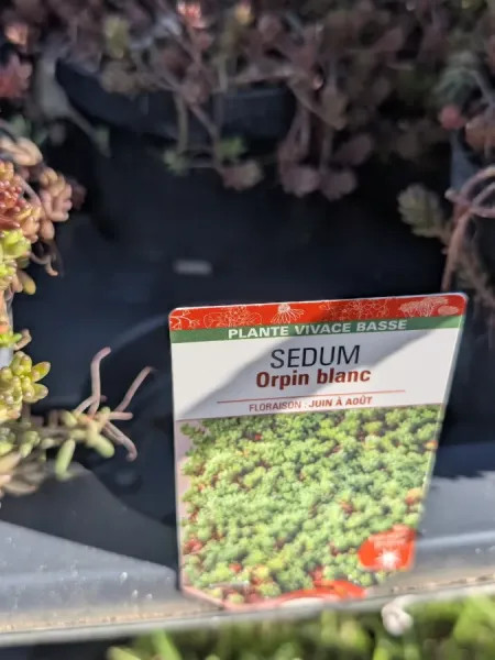 SEDUM-ORPIN-BLANC