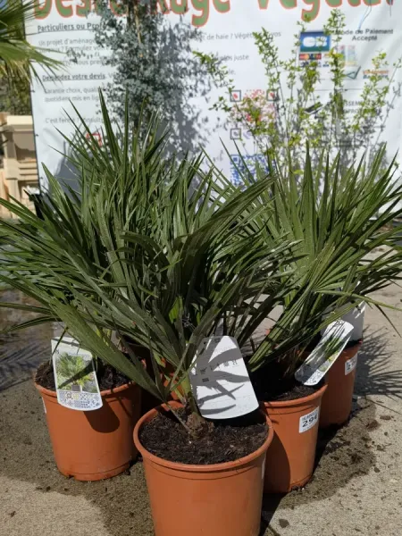 TRACHYCARPUS-HUKMILIS