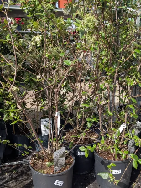 VIBURNUM-BURKWOODII