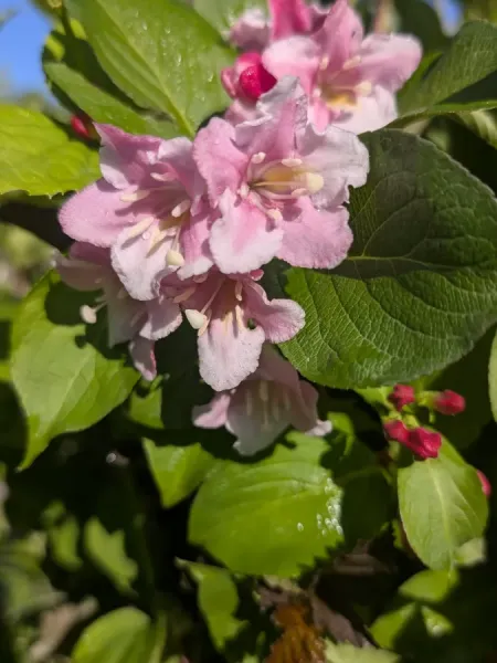 WEIGELIA-1