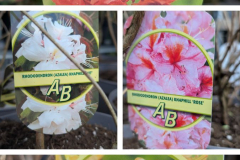 RHODODENDRON AZALEA MOLLIS   19€90