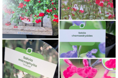 SAUGE A FLEURS x1=12€50 ET x3=9€90