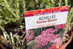 ACHILEE 9€90