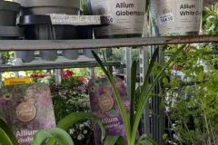 ALLIUM-XXXL-25€