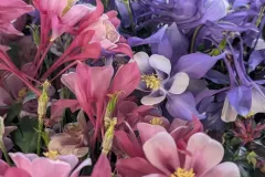 ANCOLIE-DIVERSES-COULEURS