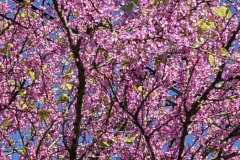 ARBRE-DE-JUDEE- dès 29€