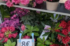 AZALEA-JAPONICA-PROMO 2 acheté 3e offert