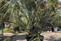 BUTIA-CAPITATA XXL 299€