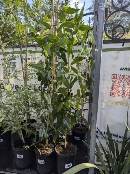 CLEMATITE-ARMANDII.jpg CLEMATITE-ARMANDII.jpg