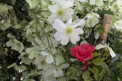 CLEMATITE-AVALANCHE 39€