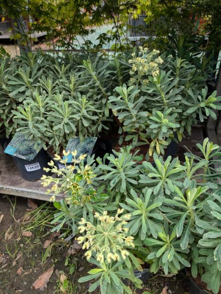 EUPHORBE-CHARIACAS-SILVER-E EUPHORBE-CHARIACAS-SILVER-E