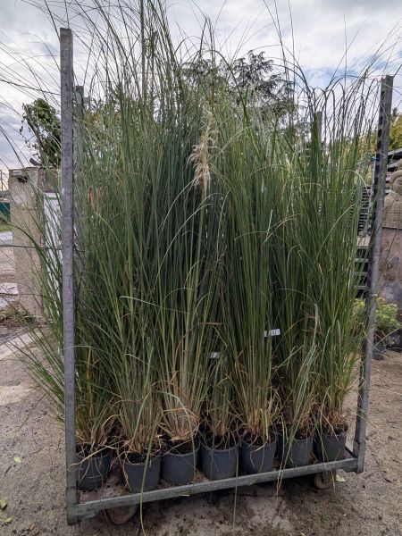 HERBE-DE-PAMPA HERBE-DE-PAMPA