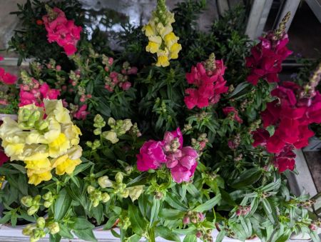 Antirrinum - VIVACES Antirrinum - VIVACES