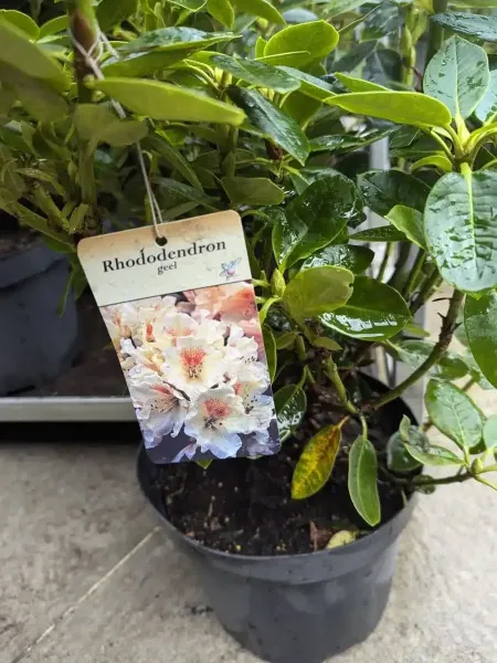 RHODODENDRON-1.jpg RHODODENDRON-1.jpg