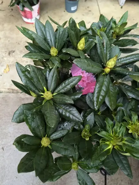 RHODODENDRON-4.jpg RHODODENDRON-4.jpg