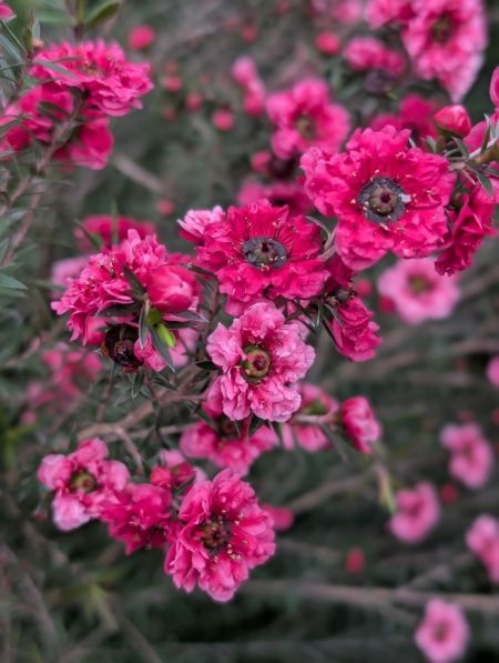 TEA-TREE-ARBRE-A-THE-LEPTOSPERMUM-1 TEA-TREE-ARBRE-A-THE-LEPTOSPERMUM-1