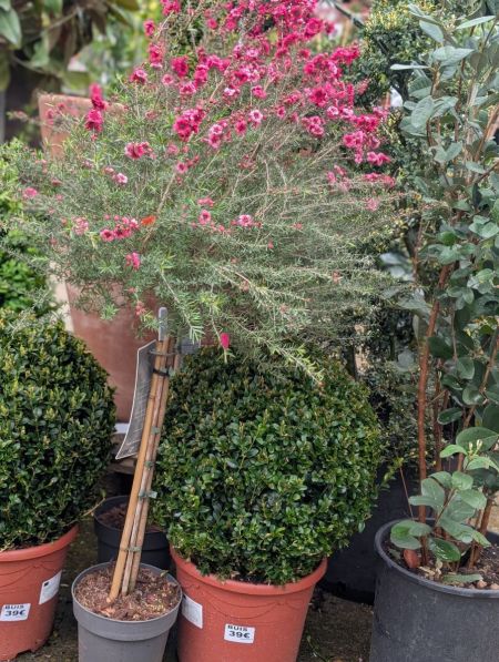 TEA-TREE-ARBRE-A-THE-LEPTOSPERMUM-sur tige TEA-TREE-ARBRE-A-THE-LEPTOSPERMUM-sur tige