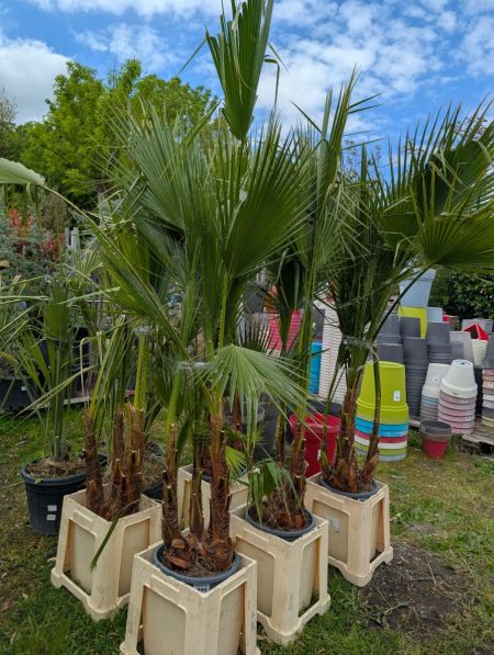 WASHINGTONIA multitroncs WASHINGTONIA multitroncs