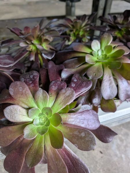 AEONIUM