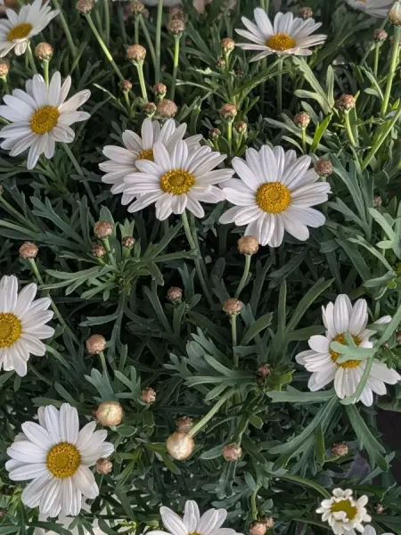 ANTHEMIS-14€