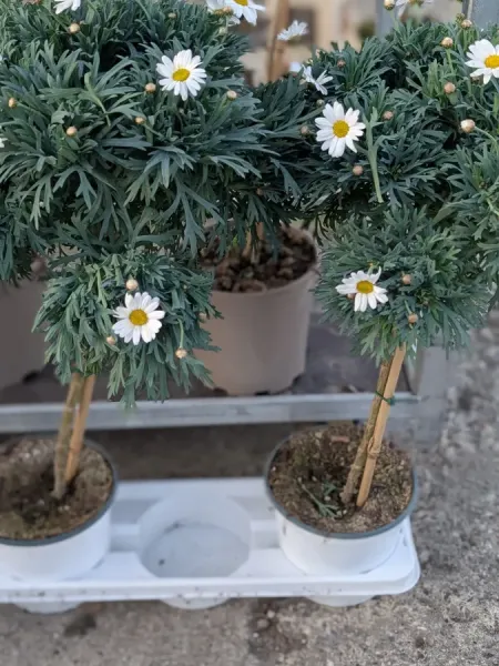 ANTHEMIS-SUR-TIGE  19€50