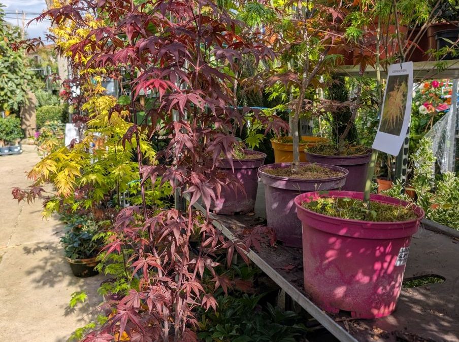 ARRIVAGE-ERABLE-DU-JAPON-1