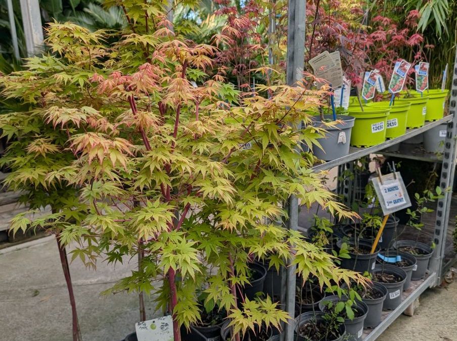 ARRIVAGE-ERABLE-DU-JAPON-SUNRISE    69€   sur tige