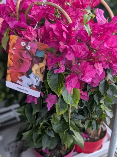 BOUGAINVILLIER-SUR-ARCEAU  39€