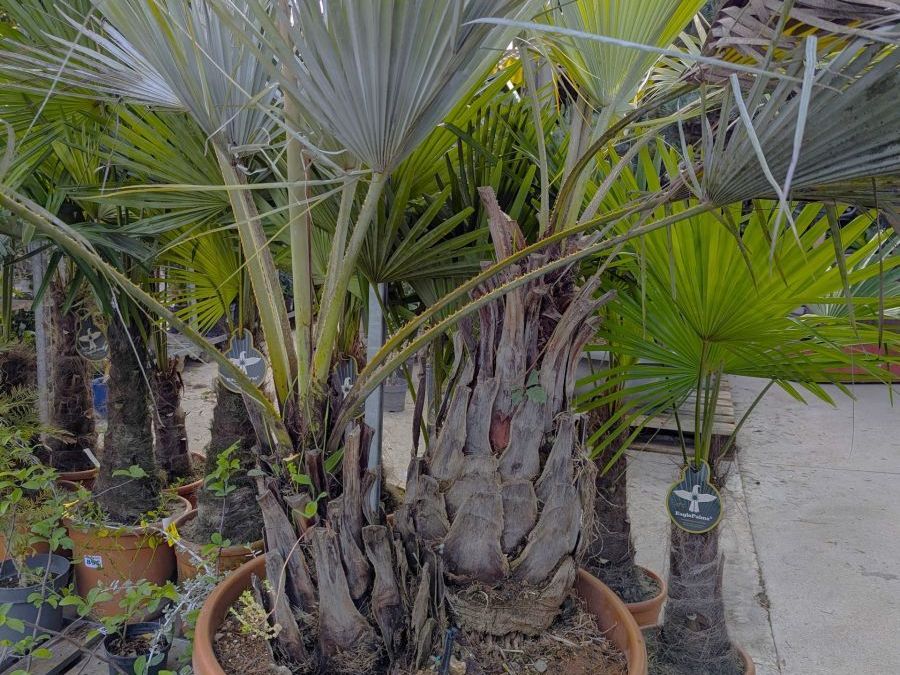 BRAHEA-ARMATA-PALMIERR-BLEU-DU-MEXIQUE