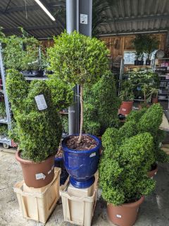 BUXUS-SEMPERVIRENS-1