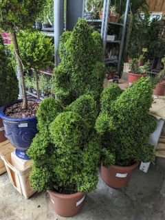 BUXUS-SEMPERVIRENS-2