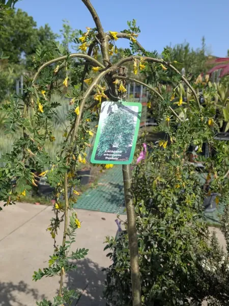 CARAGANA-ARBORESCENS-PENDULA