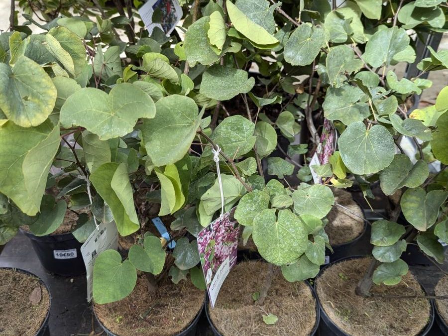 CERCIS-SILIQUASTRUM-ARBRE-DE-JUDEE