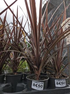 CORDYLINE-ROSE-2