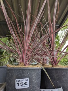 CORDYLINE-ROSE