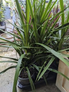 CORDYLINE